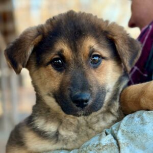 ESCADA (♀) - auf PS im PLZ Bereich 74 (NE) - vermittelt