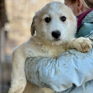 LÄUSL (♂) - vermittelt MH