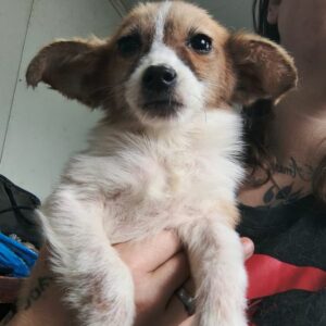 KIKIE (♀) - ausgereist zur Tierhilfe Lebenswert DR 28.02.25