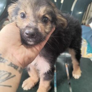 PIPPINO (♂) - ausgereist zur Tierhilfe Lebenswert DR 28.02.25