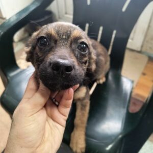 SOARE (♀) - ausgereist zur Tierhilfe Lebenswert DR 28.02.25