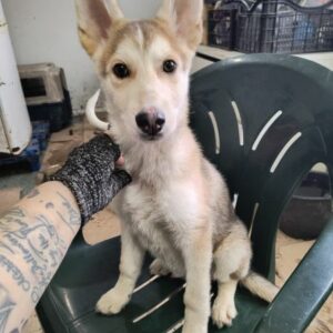 FUCHUR (♂) - ausgereist zur Tierhilfe Lebenswert DR 15.03.25