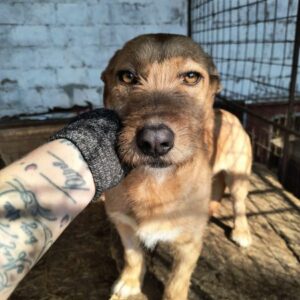 MINA (♀) - ausgereist zur Tierhilfe Lebenswert DR 28.03.25