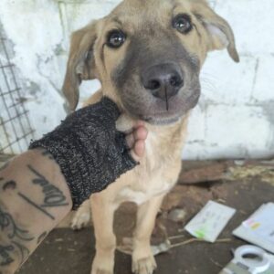 KIMI (♀) - ausgereist zur Tierhilfe Lebenswert DR 15.03.25