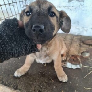 COSMA (♀)  - ausgereist zur Tierhilfe Lebenswert DR 15.03.25