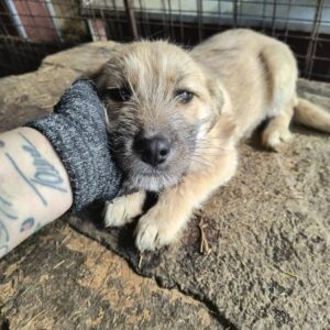 CLEA (♀) - ausgereist zur Tierhilfe Lebenswert DR 28.02.2025