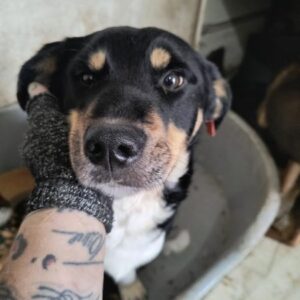 JOSHIE (♂) - ausgereist zur Tierhilfe Lebenswert DR 15.03.25