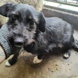 RAUFI (♂) - ausgereist zur Tierhilfe Lebenswert DR 15.03.25