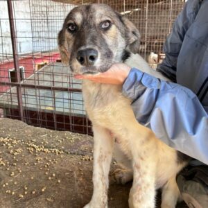 ANUKA (♀) - in Rumänien vermittelt 05/25