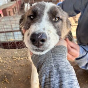 VESTA (♀) - in Rumänien vermittelt 04/25