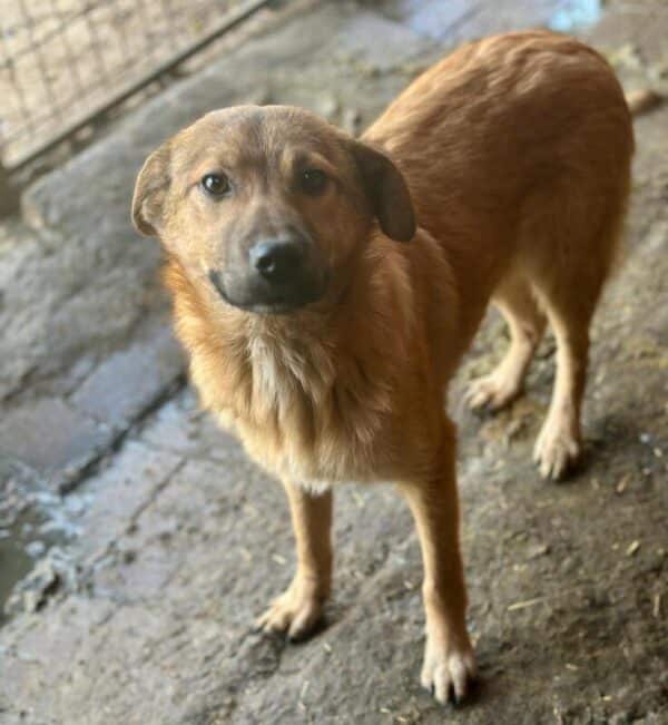 PICOLINO (♂) - reserviert Hundescheune (AL 17.05.) – Bild 2