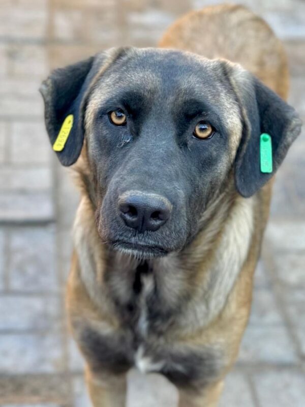 NELINA (♀) – Bild 9