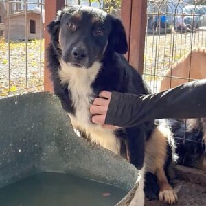 PAMMIE (♀) - wird unsicher, sollte zeitnah reisen