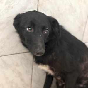 ANYA (♀) - sehr dünn, Hautprobleme (03/26)- reserviert- reist auf PDR PS im Bereich 82 (05/04/NU)