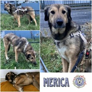 MERICA (♀) in 66265 Heusweiler - vermittelt