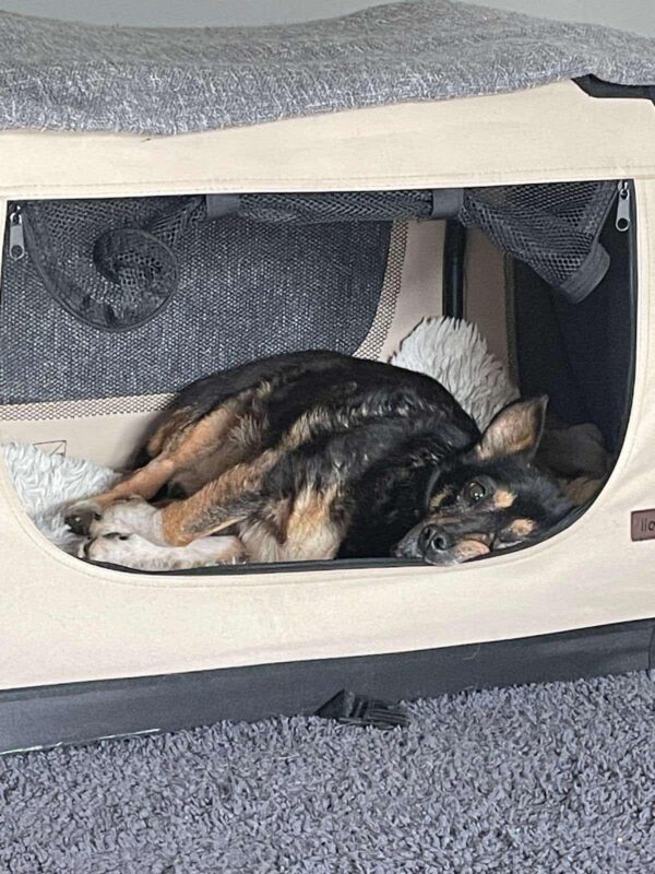 HILDOR - Gnadenplatzhund seit dem 14.02.2025 – Bild 9