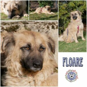 FLOARE (♀) in 21493 Möhnsen - vermittelt