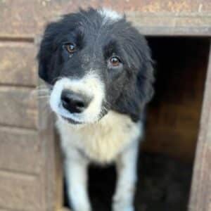 OLGA (♀) - ausgereist zur Hundescheune Fläming (AL)