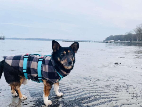 HILDOR - Gnadenplatzhund seit dem 14.02.2025 – Bild 11