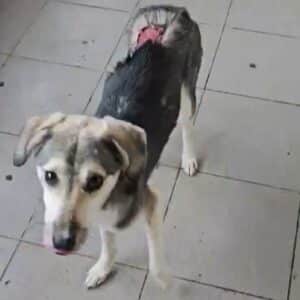 TAHMOH (♂) - Notfall - Beissopfer (11/25)