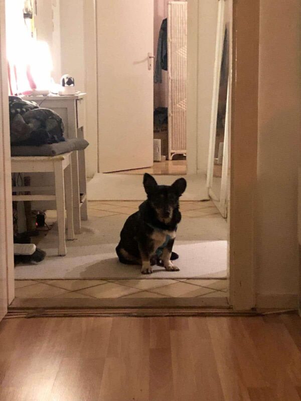 HILDOR - Gnadenplatzhund seit dem 14.02.2025 – Bild 6