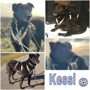 KESSI (♀) 82223 Eichenau - vermittelt