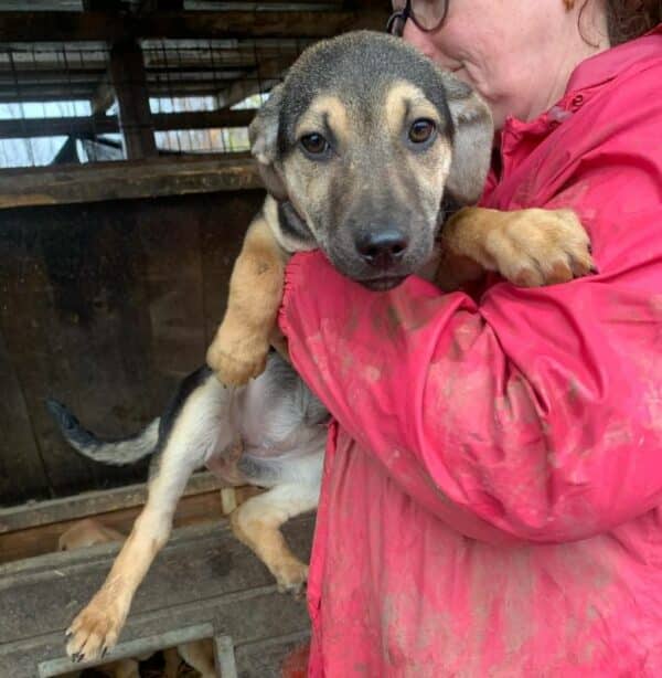 MERLE (♀) – Bild 3