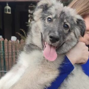 SCHLUMPFINE (♀) (*SMURFETTE) - auf PS im PLZ Bereich  85 (SE) - vermittelt