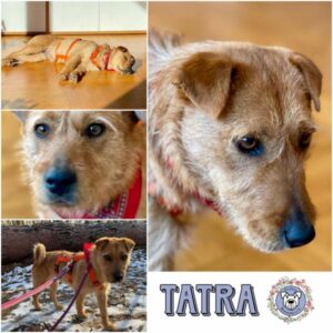 TATRA (♀) in 14109 Berlin - vermittelt