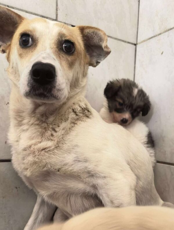 MUMMY (♀) - seelischer Notfall - reserviert (Betty 11.06.) – Bild 4