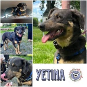 YETINA (♀) in 32351 Stemwede