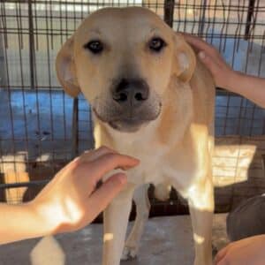 AMANDA (♀) - etwas unsicher, sollte zeitnah reisen