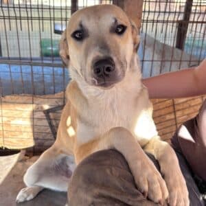 BOCINA (♀) - etwas unsicher, sollte zeitnah reisen