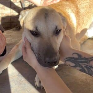 CARMEL (♂)  - etwas unsicher, sollte zeitnah reisen