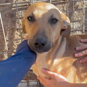 KLAKSON (♂) - etwas unsicher, sollte zeitnah reisen