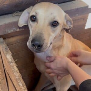 KALINKA (♀) - etwas unsicher, sollte zeitnah reisen