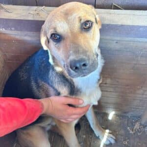 STUPSI (♂) - etwas unsicher, sollte zeitnah reisen