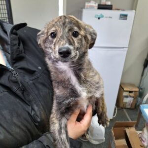 SOLEIL (♀) - auf PS im PLZ Bereich 45 (NE) - vermittelt