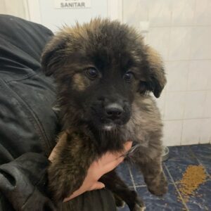 ÄNNY (♀) - vermittelt CD