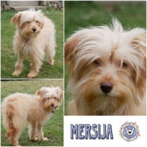 MERSIJA (♀) in 21493 Möhnsen - vermittelt