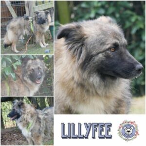 LILLYFEE (♀) in 21493 Möhnsen - vermittelt