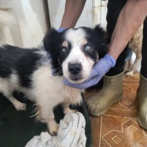 HERR NILSSON (♂) - Notfall! - Blind - sollte dringend ausreisen - ausgereist zur Tierhilfe Lebenswert DR 28.03.25