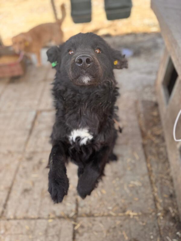 WILL (♂)  - ausgereist zu Tiere in Not Odenwald e.V. (PM) – Bild 4