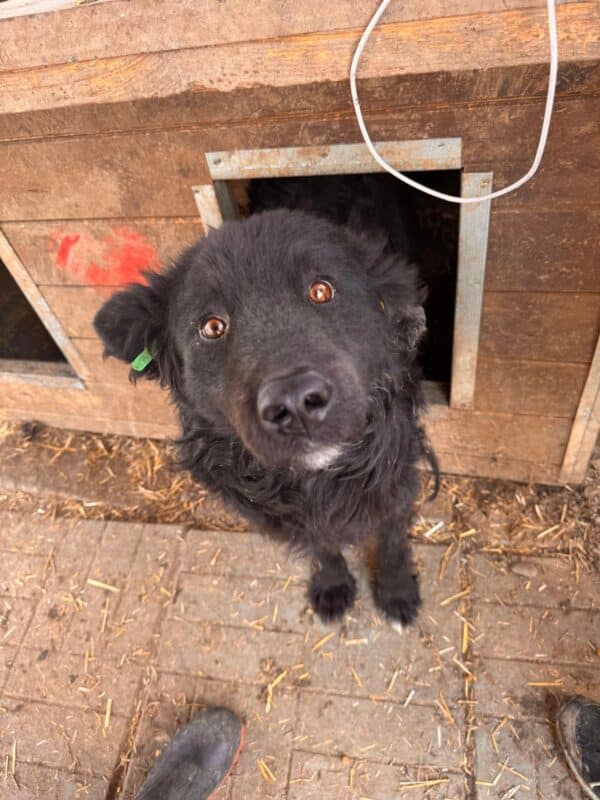 WILL (♂)  - ausgereist zu Tiere in Not Odenwald e.V. (PM) – Bild 2