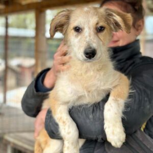 MARGA (♀) - ausgereist zum TST Rösrath (AL)