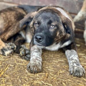 KNUFFI (♂) - ausgereist zum TH Filderstadt (AL)