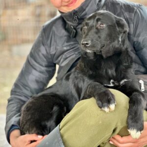 STRÖPPCHE (♀) -  auf PS im PLZ Bereich 66 (JW) - vermittelt