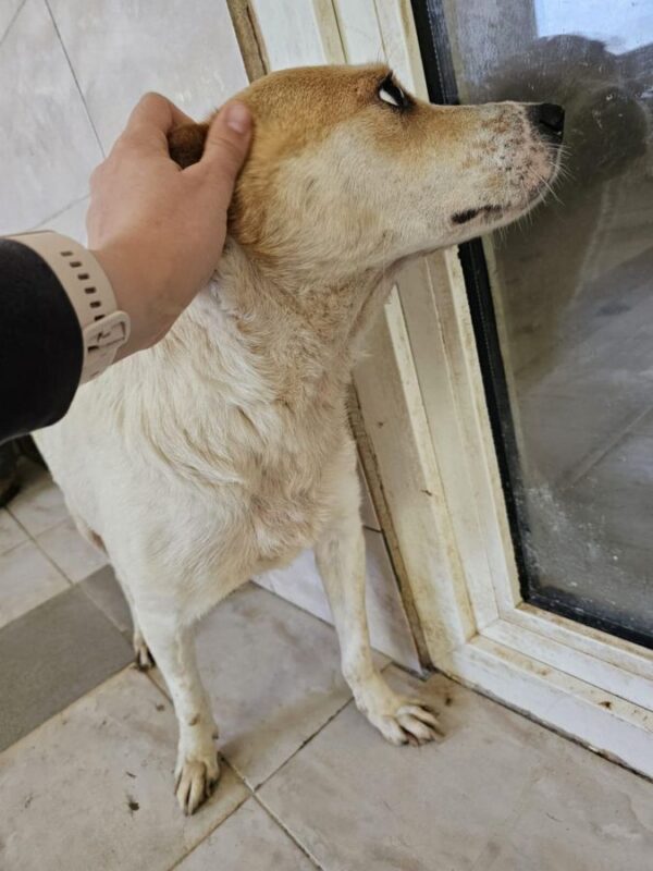 MUMMY (♀) - seelischer Notfall - reserviert (Betty 11.06.) – Bild 3
