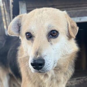 CLAUSI (♂) - zu dünn (11/25)