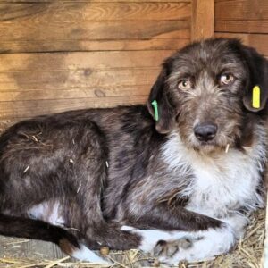 SINJE (♀) - ausgereist zum TST Rösrath (AL)